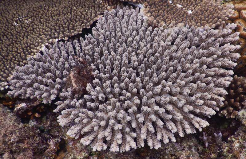 Coral larvae movement is paused in reaction to darkness