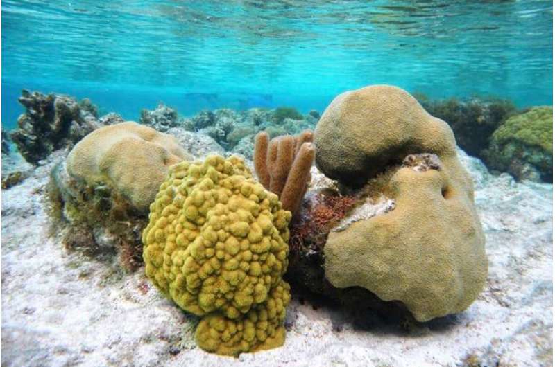 Coral reefs in Turks and Caicos Islands resist global bleaching event