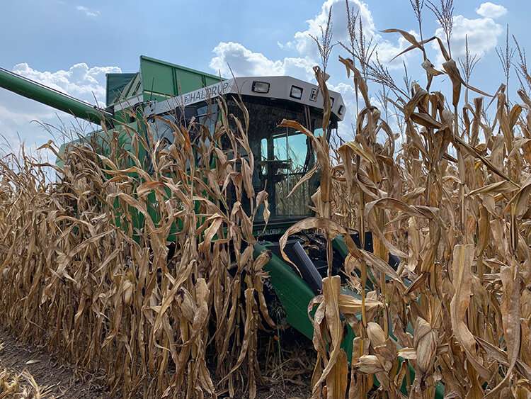 Corn farmers can apply a fungicide just once to protect against foliar diseases