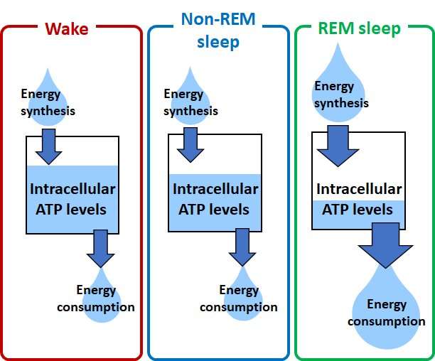 Cortex-wide variation of neuronal cellular energy levels depending on the sleep-wake states