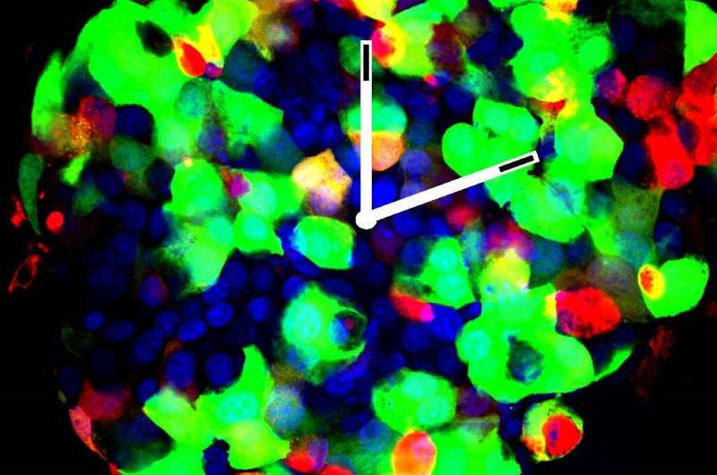 Could resetting our internal clocks help control diabetes?