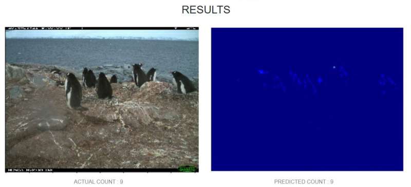 Counting Antarctic penguins with AI