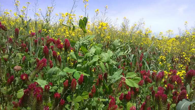Cover crop mixtures must be 'farm-tuned' to provide maximum ecosystem services