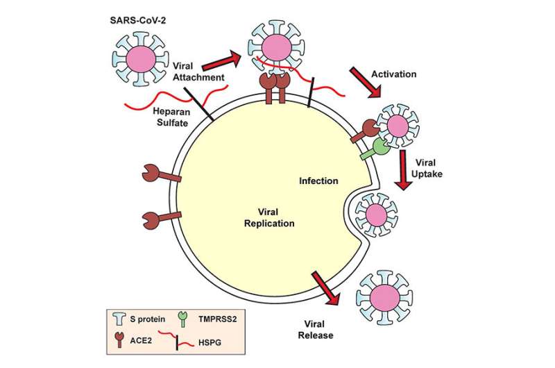 COVID-19 virus uses heparan sulfate to get inside cells