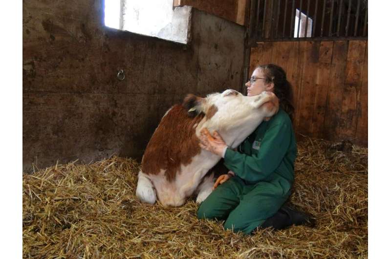 Cows prefer "live" co-moo-nication, study reveals