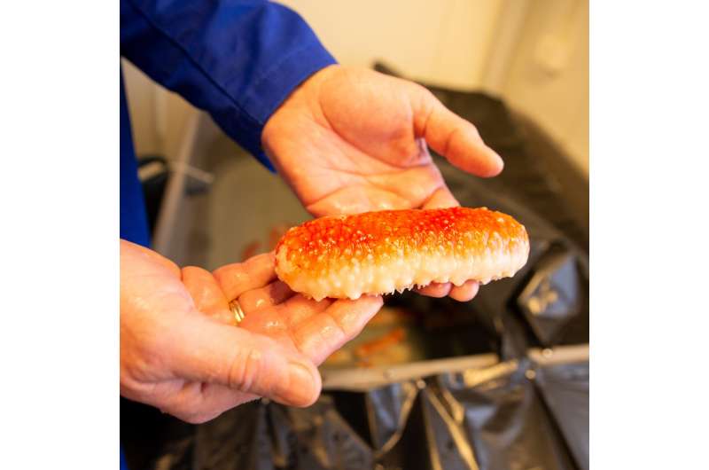 Cracking the code to sea cucumber farming