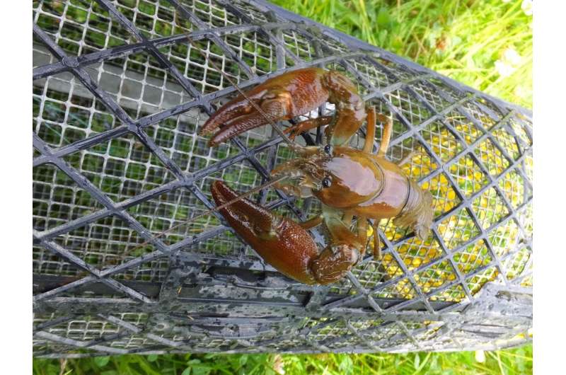 Crayfish 'trapping' fails to control invasive species