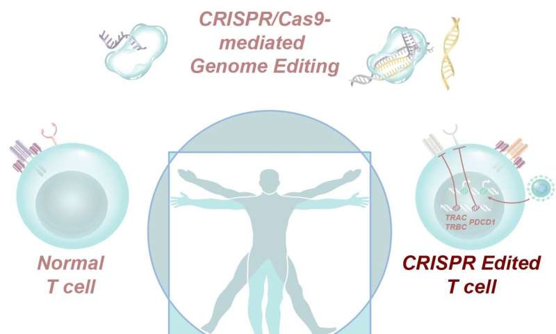 CRISPR-edited immune cells can survive and thrive after infusion into cancer patients