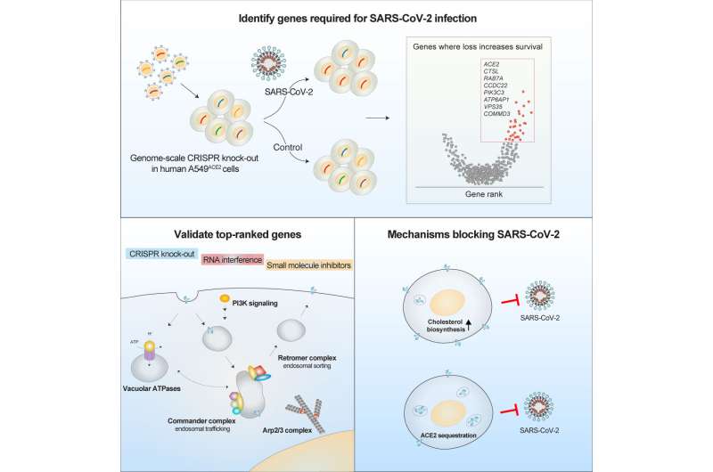 CRISPR screen identifies genes, drug targets to protect against SARS-CoV-2 infection