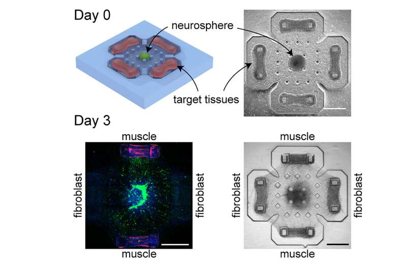 Crosstalk captured between muscles, neural networks in biohybrid machines