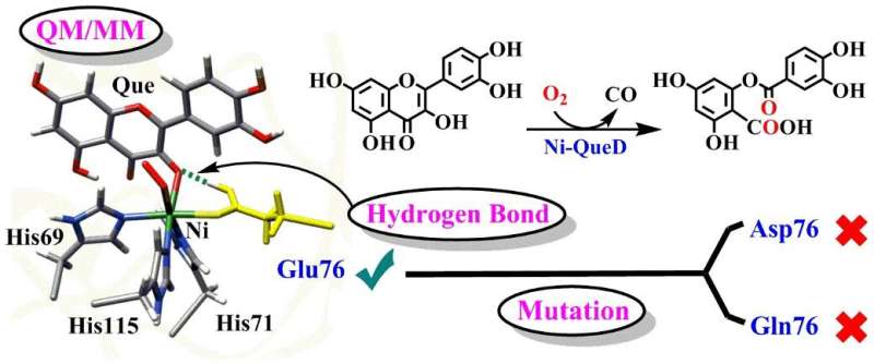 Crucial roles of lu76 residue unveiled in nickel-dependent quercetin 2,4-dioxygenase for quercetin oxidative degradation