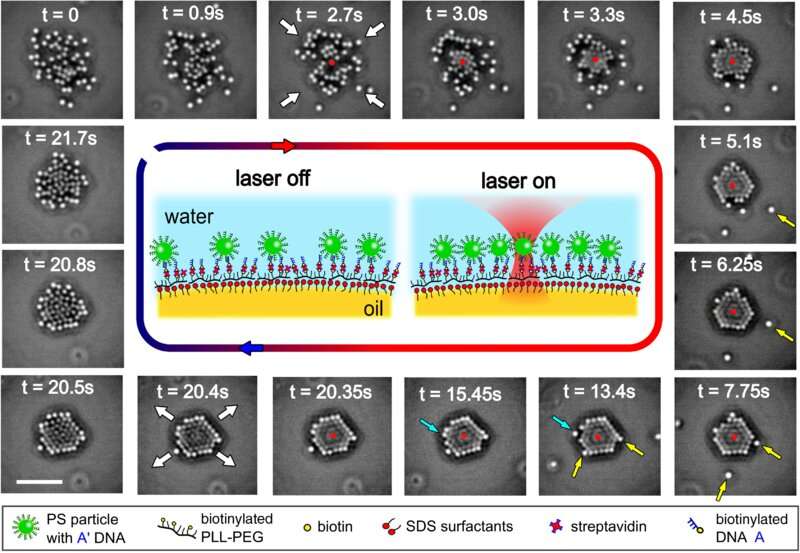 Crystallization of colloids secured to oil-water interface responding to laser illumination