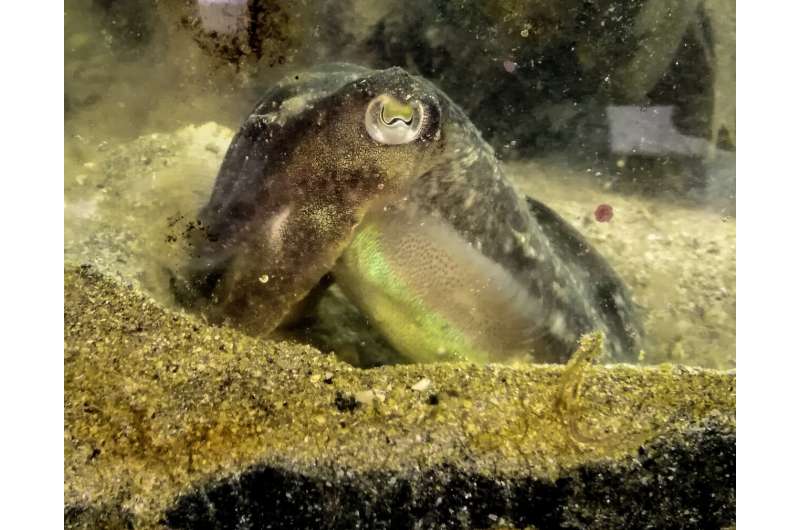 Cuttlefish eat less for lunch when they know there'll be shrimp for dinner