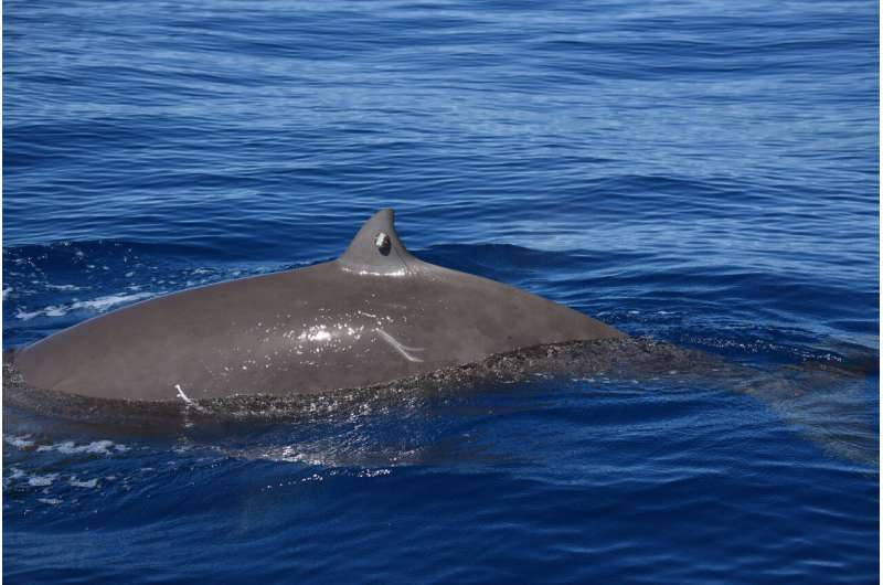 Cuvier's beaked whale breaks record with 3 hour 42 minute dive
