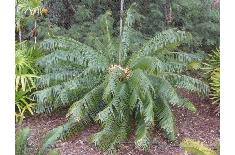 Cycad stem cuttings need wound sealants for successful propagation
