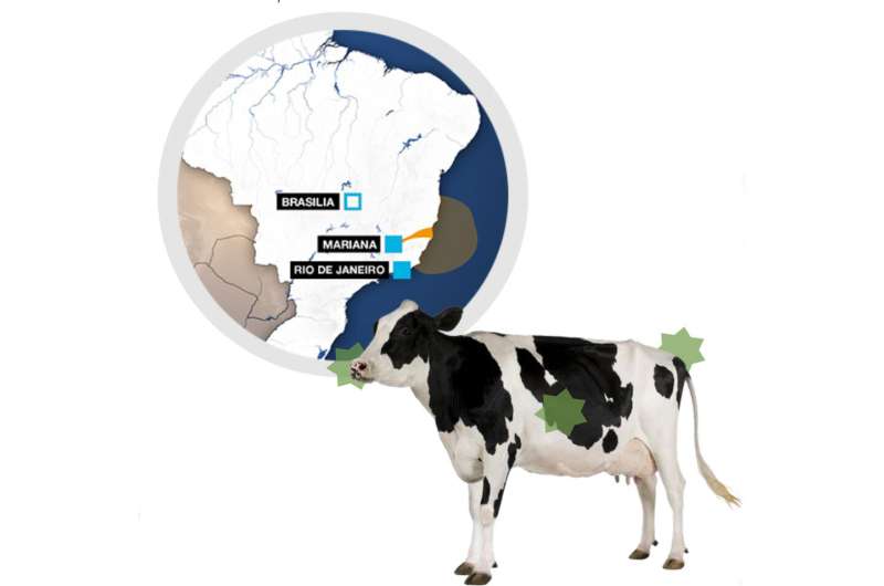 Dairy cows exposed to heavy metals worsen antibiotic-resistant pathogen crisis
