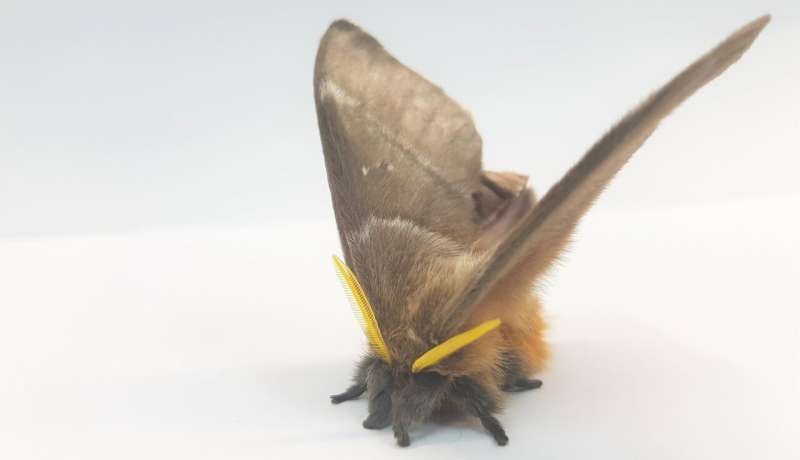 Deaf moths evolved noise-cancelling scales to evade prey