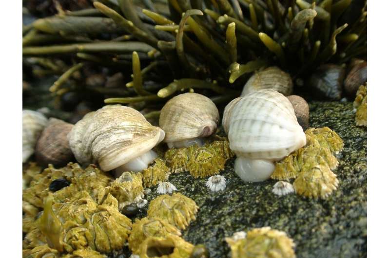 Declines in shellfish species on rocky seashores match climate-driven changes