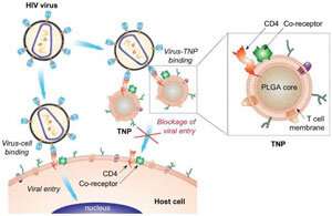 'Decoy' nanoparticles can block HIV and prevent infection