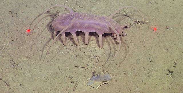 Deep-sea animal communities can change dramatically and erratically over time