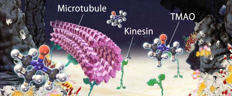 Deep-sea osmolyte makes biomolecular machines heat-tolerant