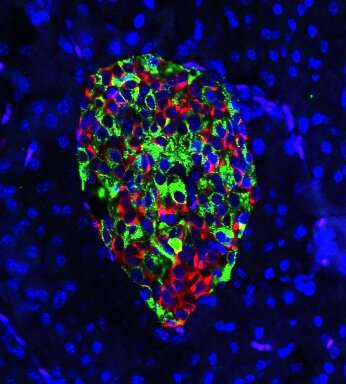 Deleting a gene prevents Type 1 diabetes in mice by disguising insulin-producing cells