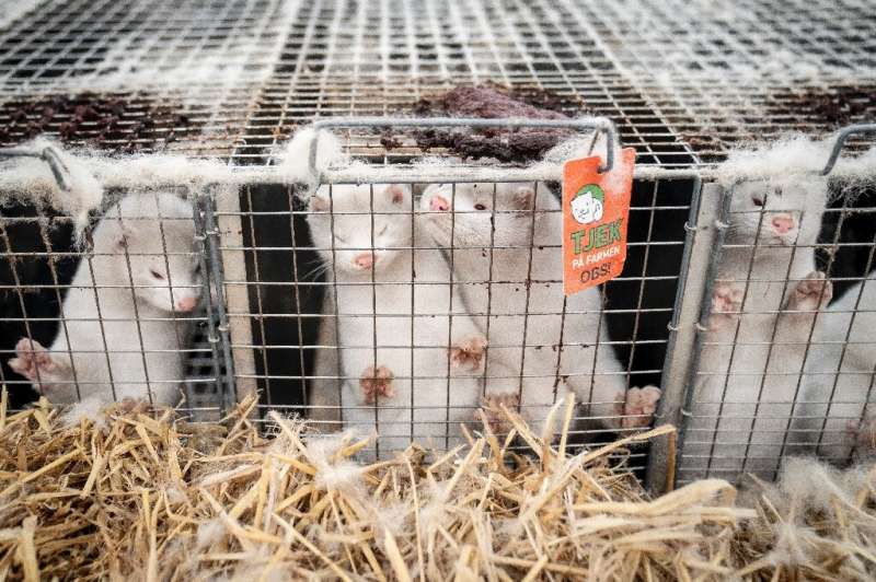 Denmark has ordered the slaughter of all of the country's minks, estimated at up to 17 million