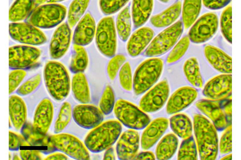 Desert algae shed light on desiccation tolerance in green plants
