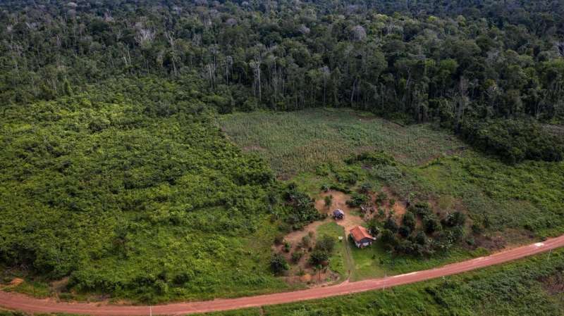 Despite high hopes, carbon absorbed by Amazon forest recovery is dwarfed by deforestation emissions