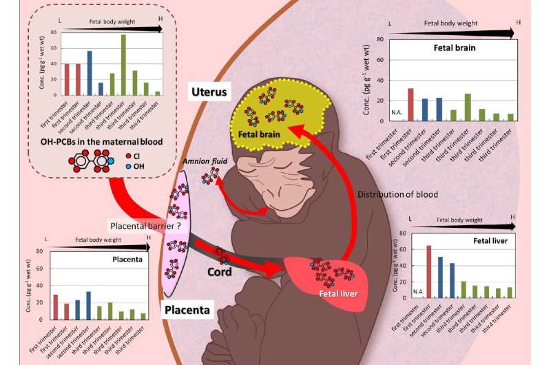 Detection of PCBs and their metabolites (OH-PCBs) in the fetal brain of a Japanese macaque
