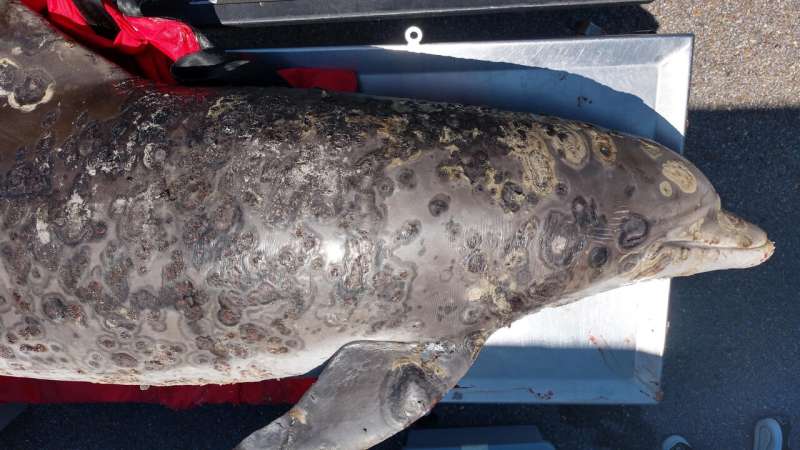 Devastating skin disease covering up to 70% of a dolphin's body tied to climate change