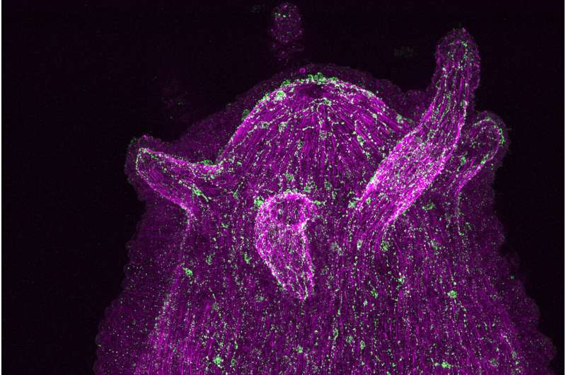 Did nerve cells evolve to talk to microbes?