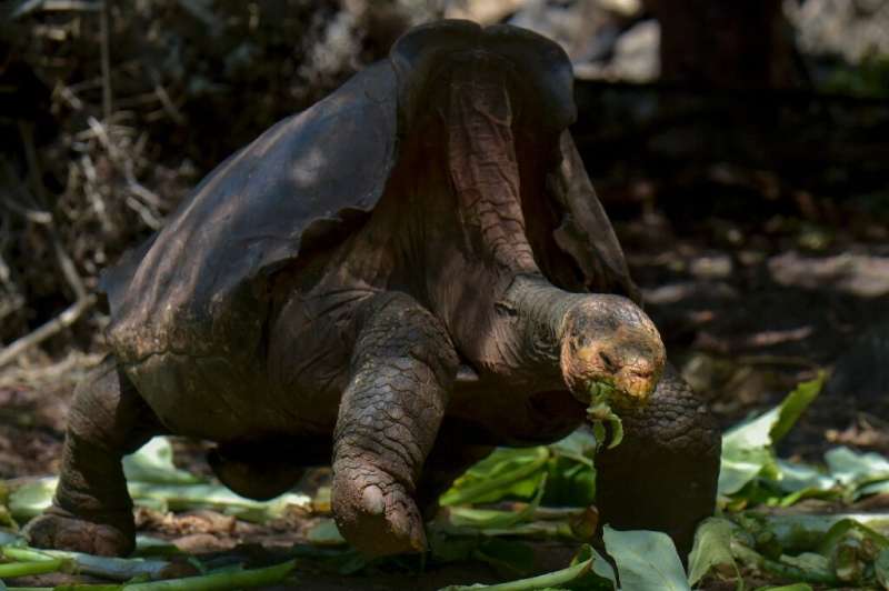 Diego is pictured on Ecuador's Santa Cruz Island in the Galapagos, in February 2019