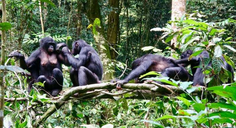 Differing diets of bonobo groups may offer insights into how culture is created
