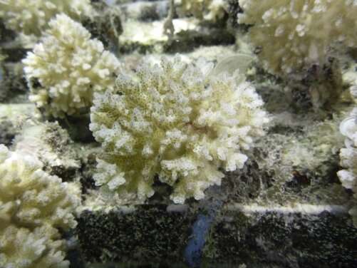 Dimethylsulfoniopropionate concentration in coral reef invertebrates