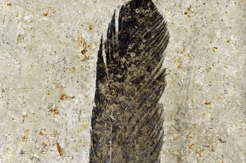 Dinosaur feather study debunked