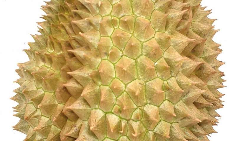 Discovering what makes durian stink