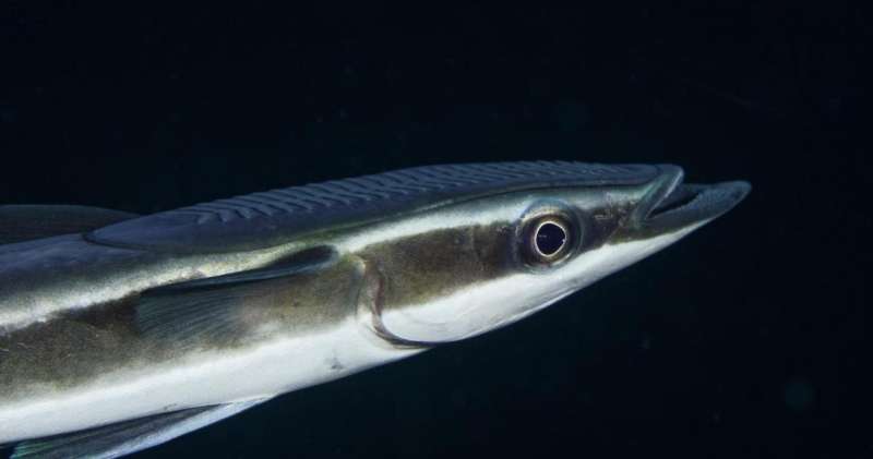Discovery reveals how remora fishes know when to hitch a ride aboard their hosts
