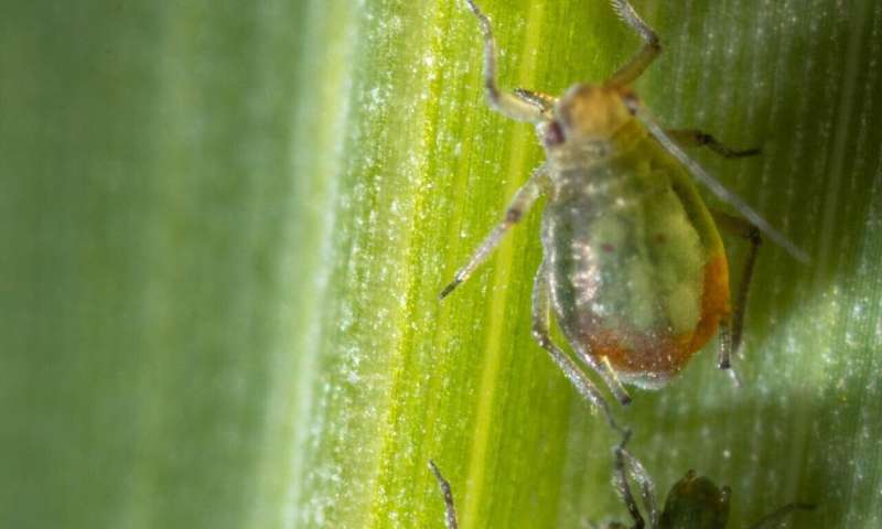 Disease-causing virus manipulates crop plants to favor its vector