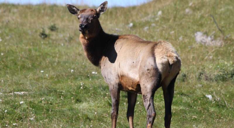 Diseases spread from wildlife pose risk to livestock and humans in Alberta, scientists find