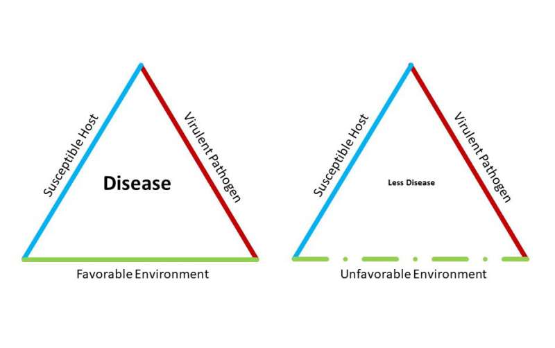 ‘Disease triangle’ indicates COVID-19 peak isn’t the end