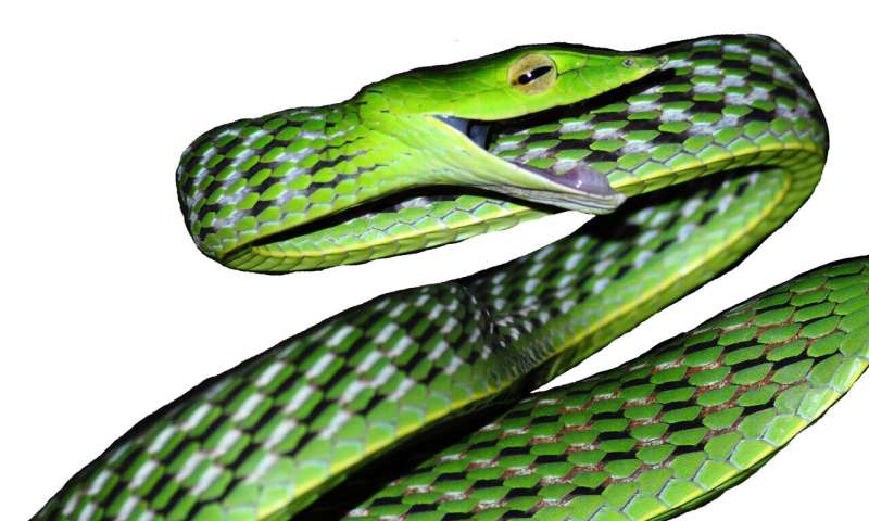 ‘Disentangling vines’ – the discovery of five new species of vine snakes in India