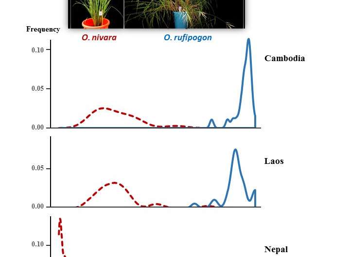 Divergence in flowering time contributes reproductive isolation between wild rice species