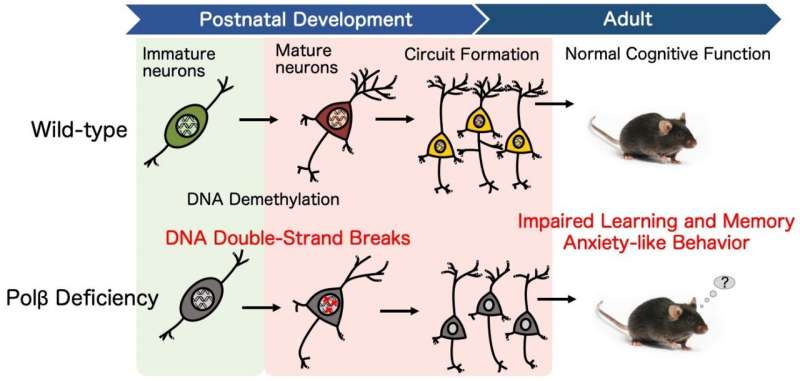 DNA repair supports brain cognitive development