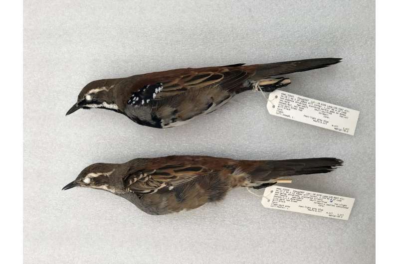 DNA robbery in progress in Australia's copperback quail-thrush