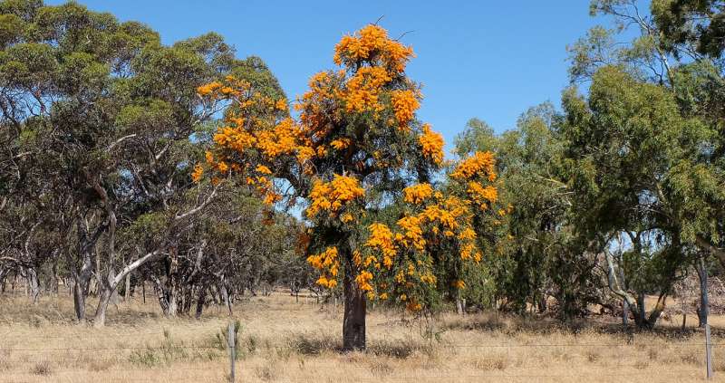 DNA shows southwestern Australia’s largest parasitic plant adapts to climate