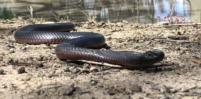 Does Australia really have the deadliest snakes? We debunk 6 common myths
