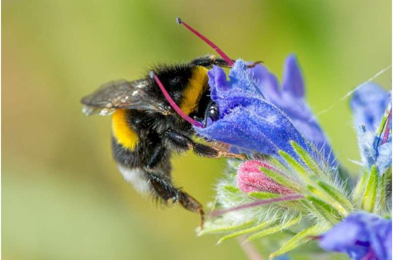 Does city life make bumblebees larger?