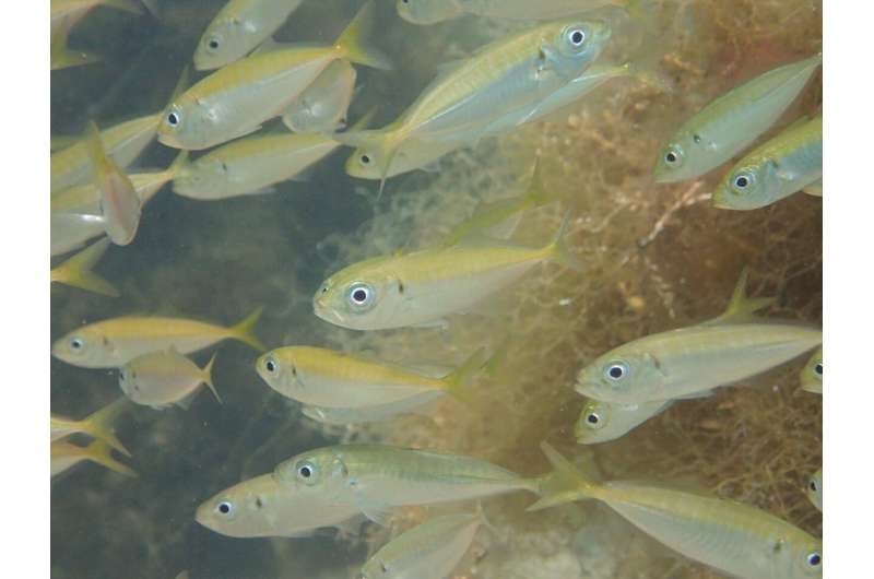 Does DNA in the water tell us how many fish are there?