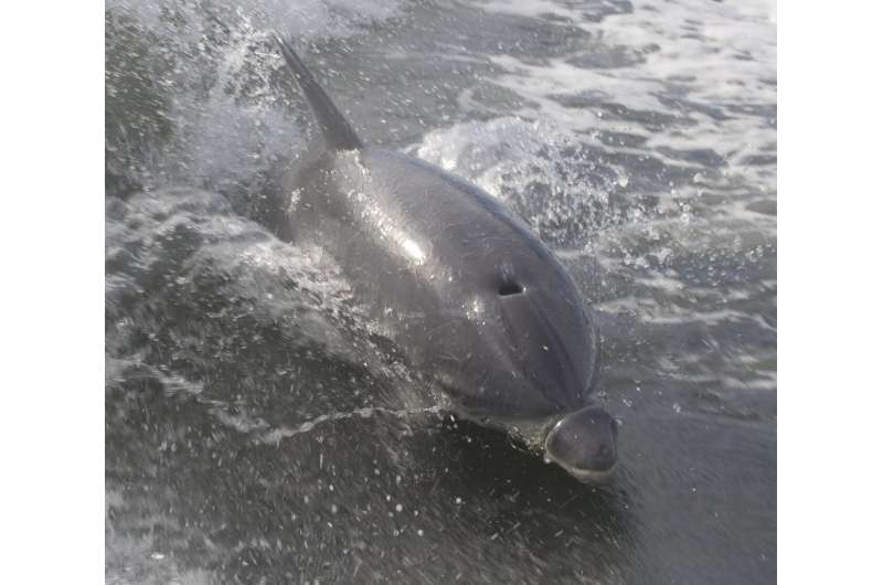 Dolphin calf entangled in fishing line only lived two years following rescue